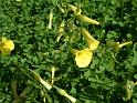 Soursob oxalis 